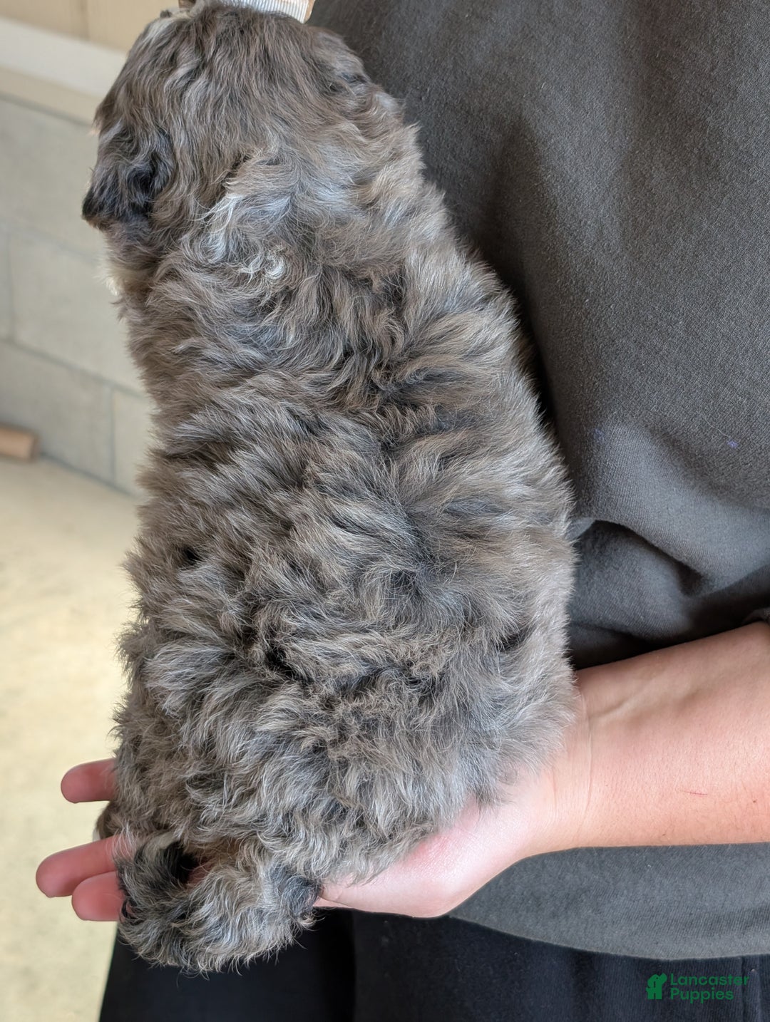 Mini Bernedoodle dogs for sale: Mini Riley  - Ad 25