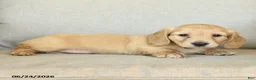 Dachshund dogs for sale: Body - Ad 2