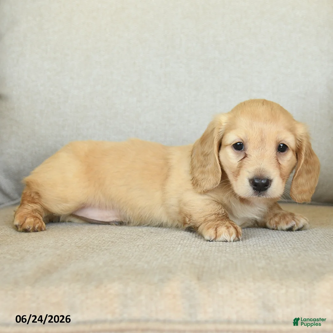 Dachshund dogs for sale: Body - Ad 2