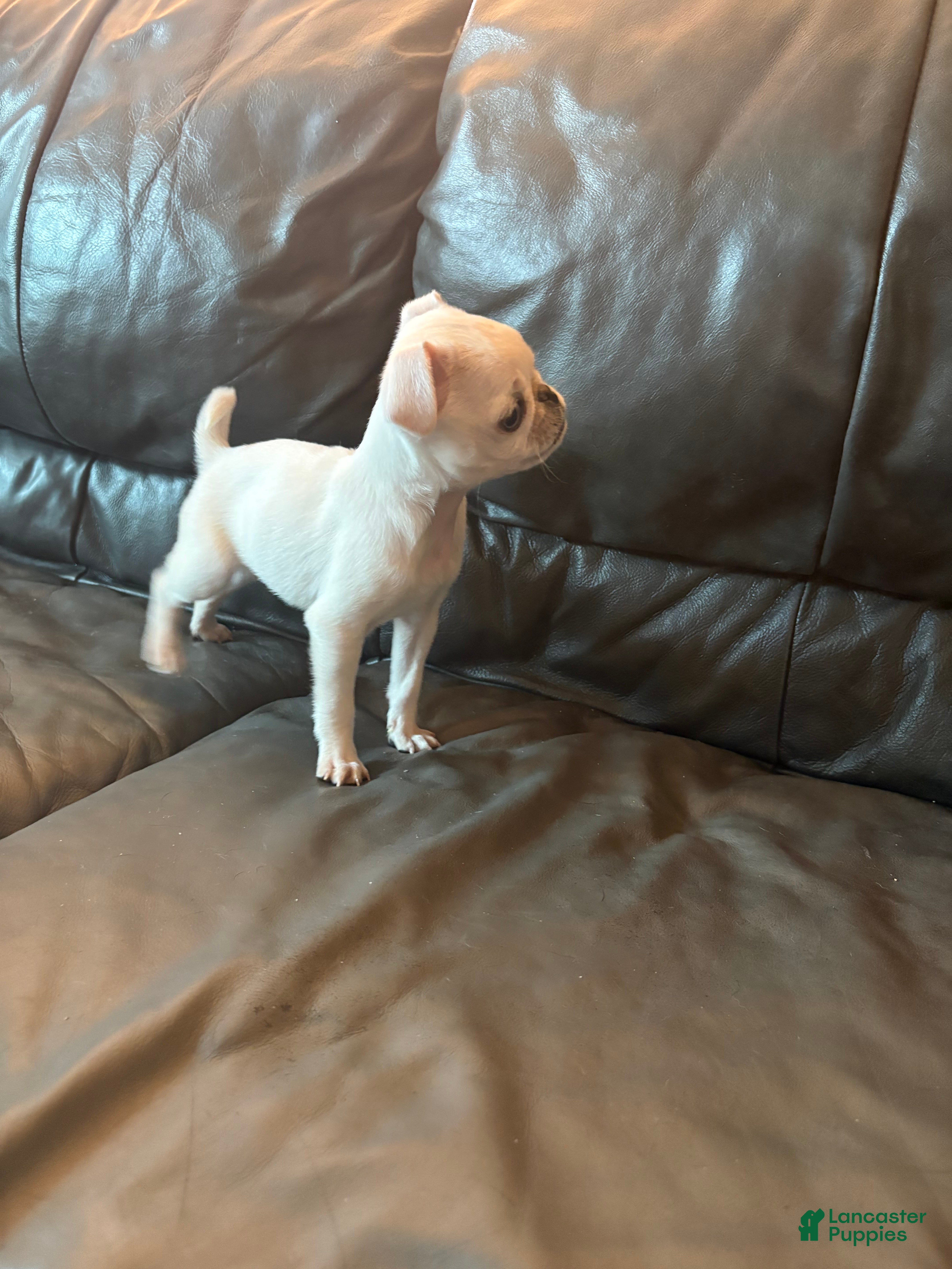 Pug dogs for sale: Ollie  - Ad 4