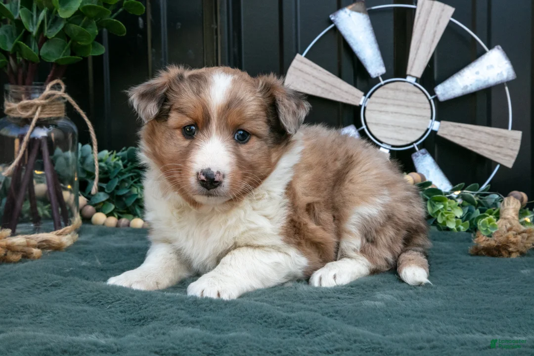 Mixed Breed dogs for sale: Flower - Ad 1