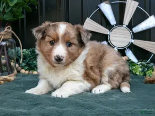 Mixed Breed dogs for sale: Flower - Ad 1