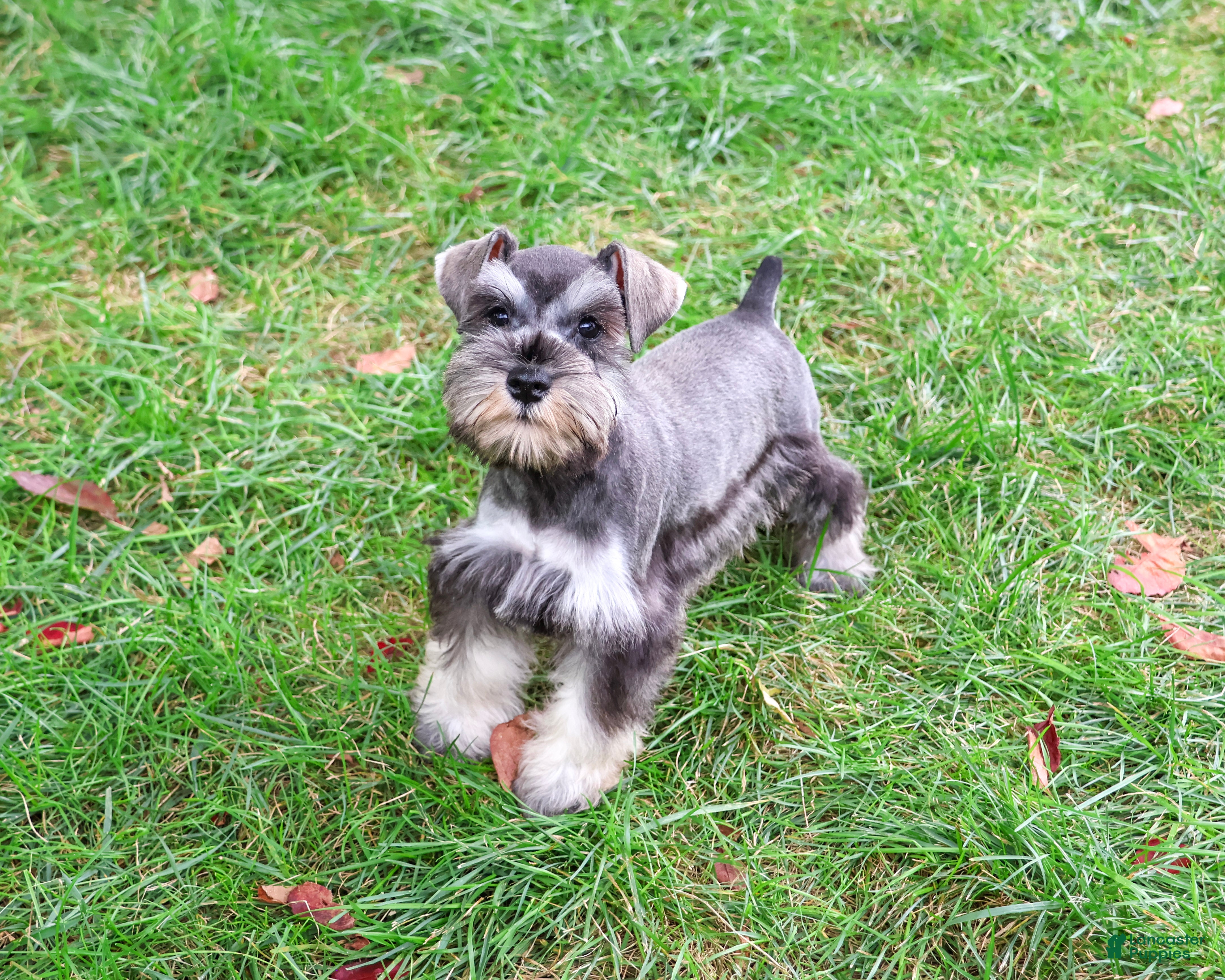 Winter, Miniature Schnauzer