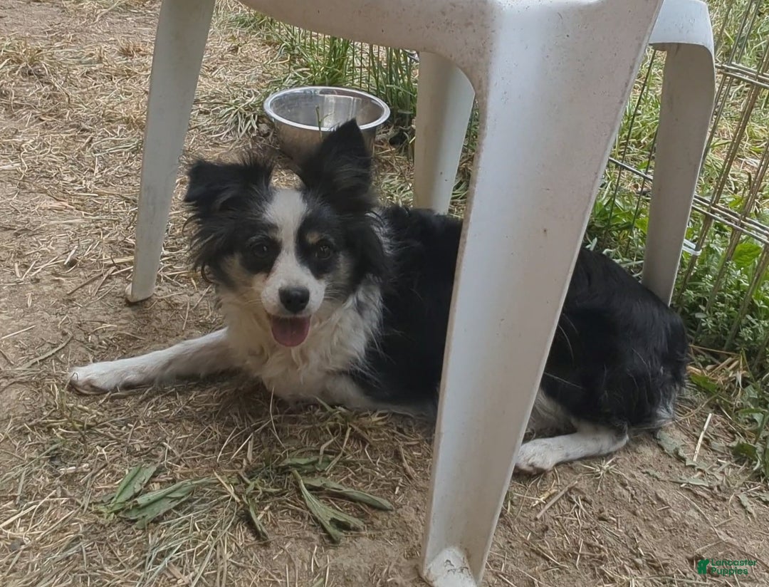 Australian Shepherd dogs for sale: NESSIE - Ad 7