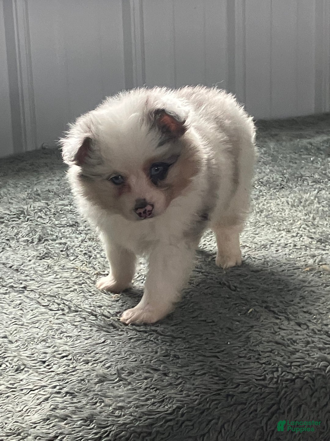 Mixed Breed dogs for sale: John - Ad 3