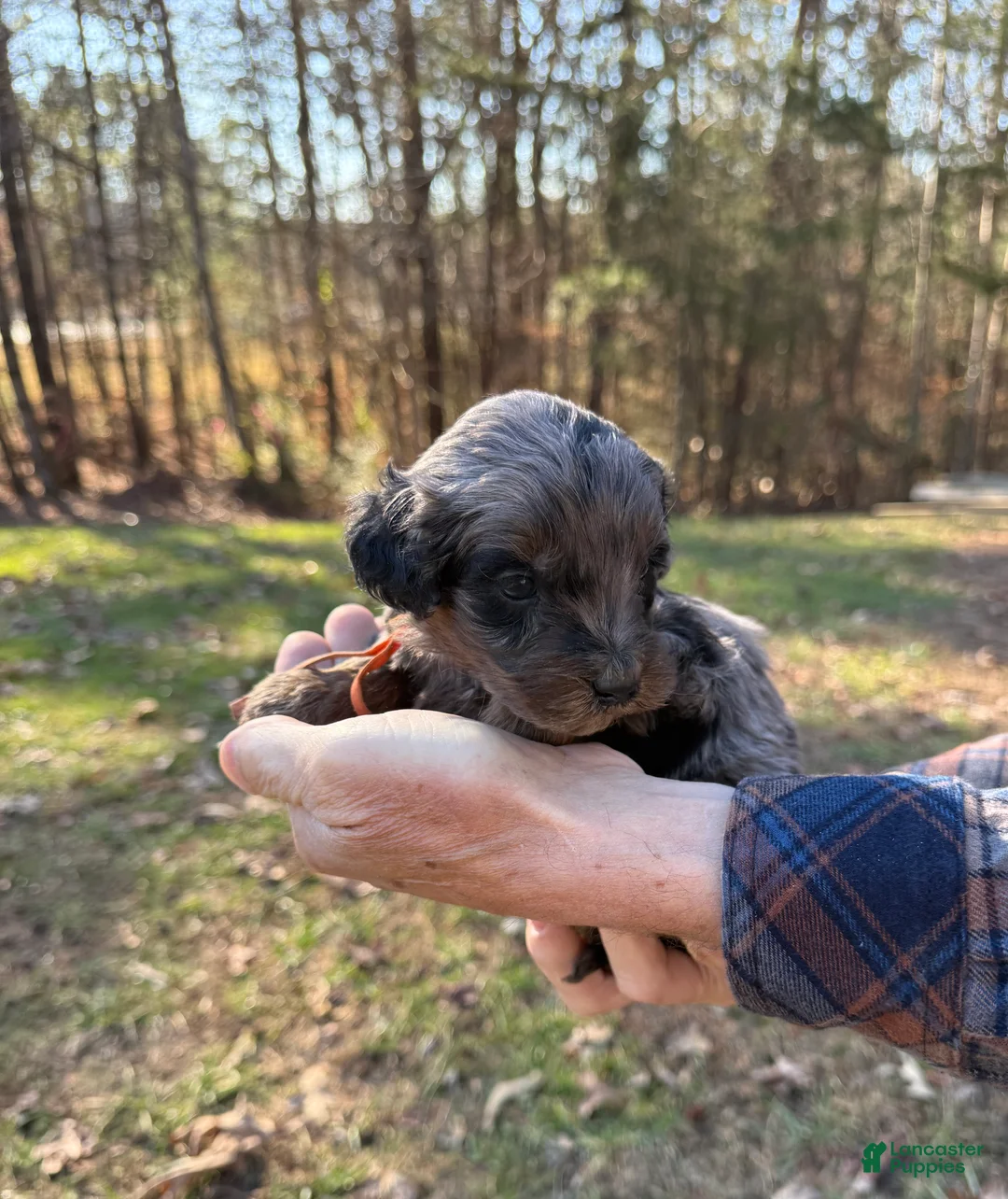 Goldendoodle dogs for sale: Goldendoodle Puppy 4 - Ad 4