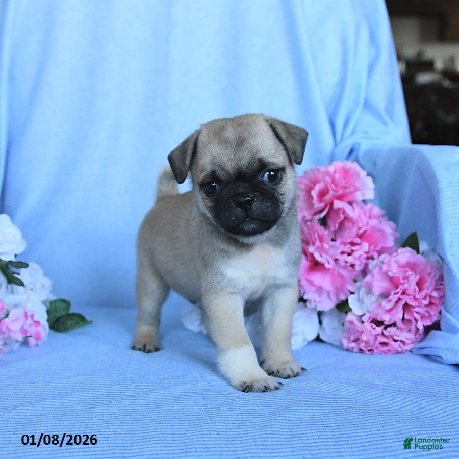 Pug dogs Theodore - Ad 2