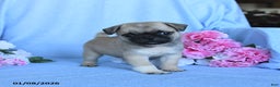 Pug dogs for sale: Theodore - Ad 1