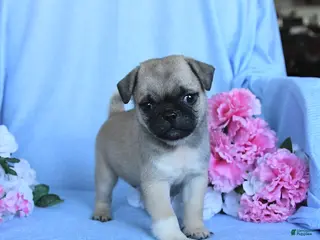 Pug dogs Theodore - Ad 3