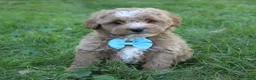 Mini Goldendoodle dogs for sale: Max 💎 - Ad 1