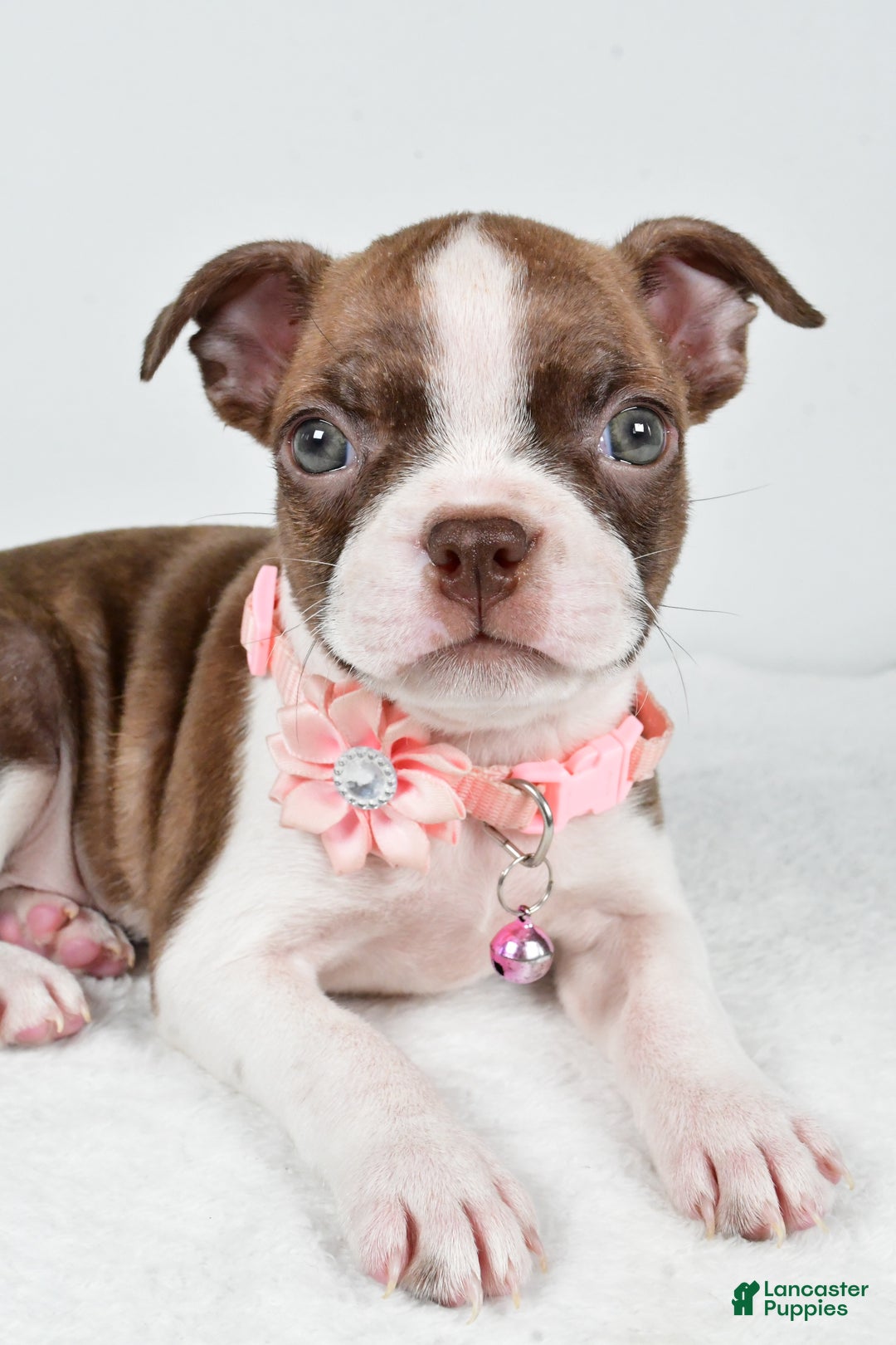 Boston Terrier dogs for sale: Yolanda - Ad 8