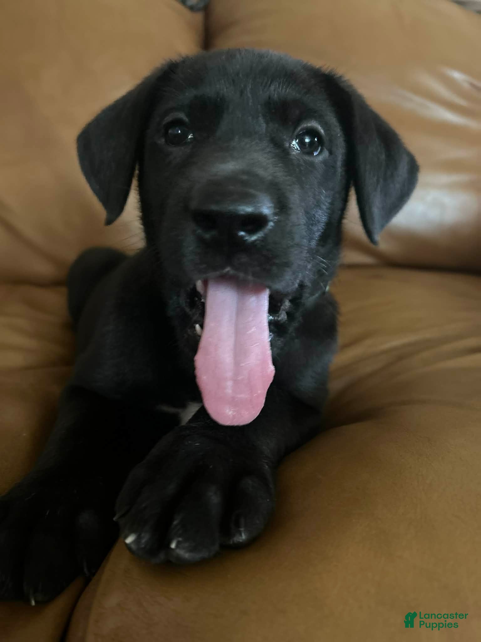 Mixed Breed dogs Max - Ad 2