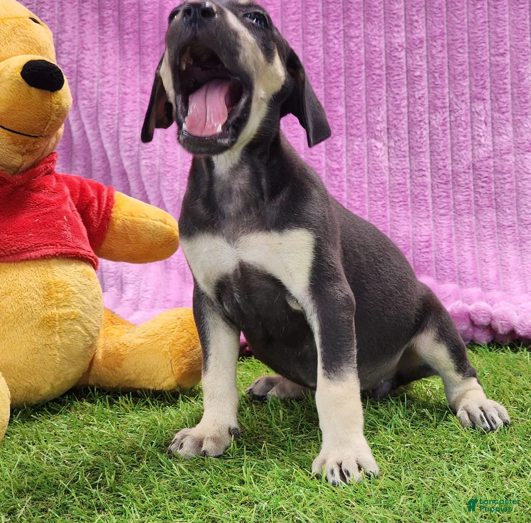 Catahoula Leopard Dog dogs for sale: Tess 2025 Female 1 - Ad 3