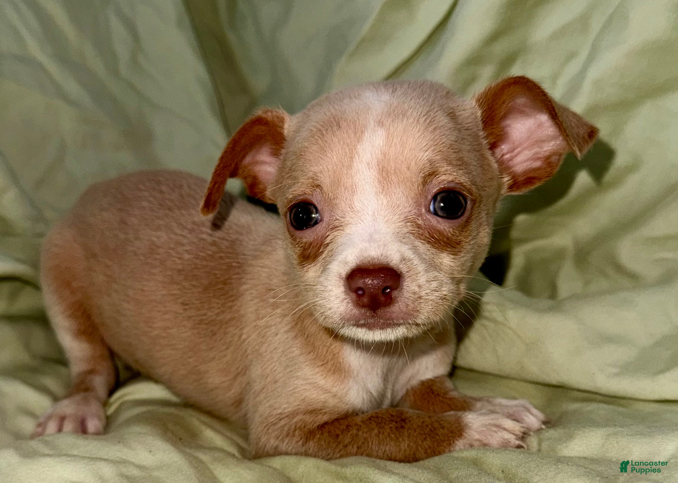 Chihuahua dogs Biggy  - Ad 2