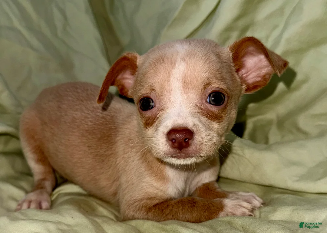 Chihuahua dogs for sale: Biggy  - Ad 2