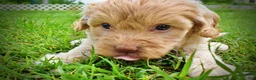 Havapoo dogs for sale: Valor - Ad 6