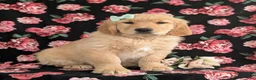 Golden Retriever dogs for sale: Carrie - Ad 7
