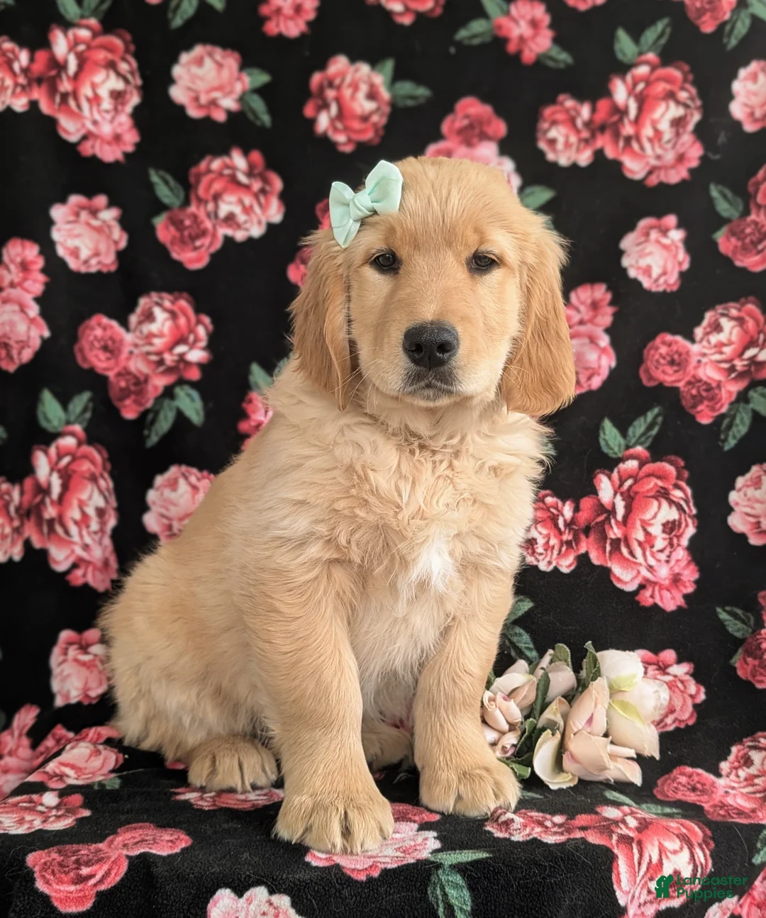 Golden Retriever dogs for sale: Carrie - Ad 7