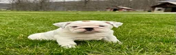 English Bulldog dogs for sale: Willow - Ad 1