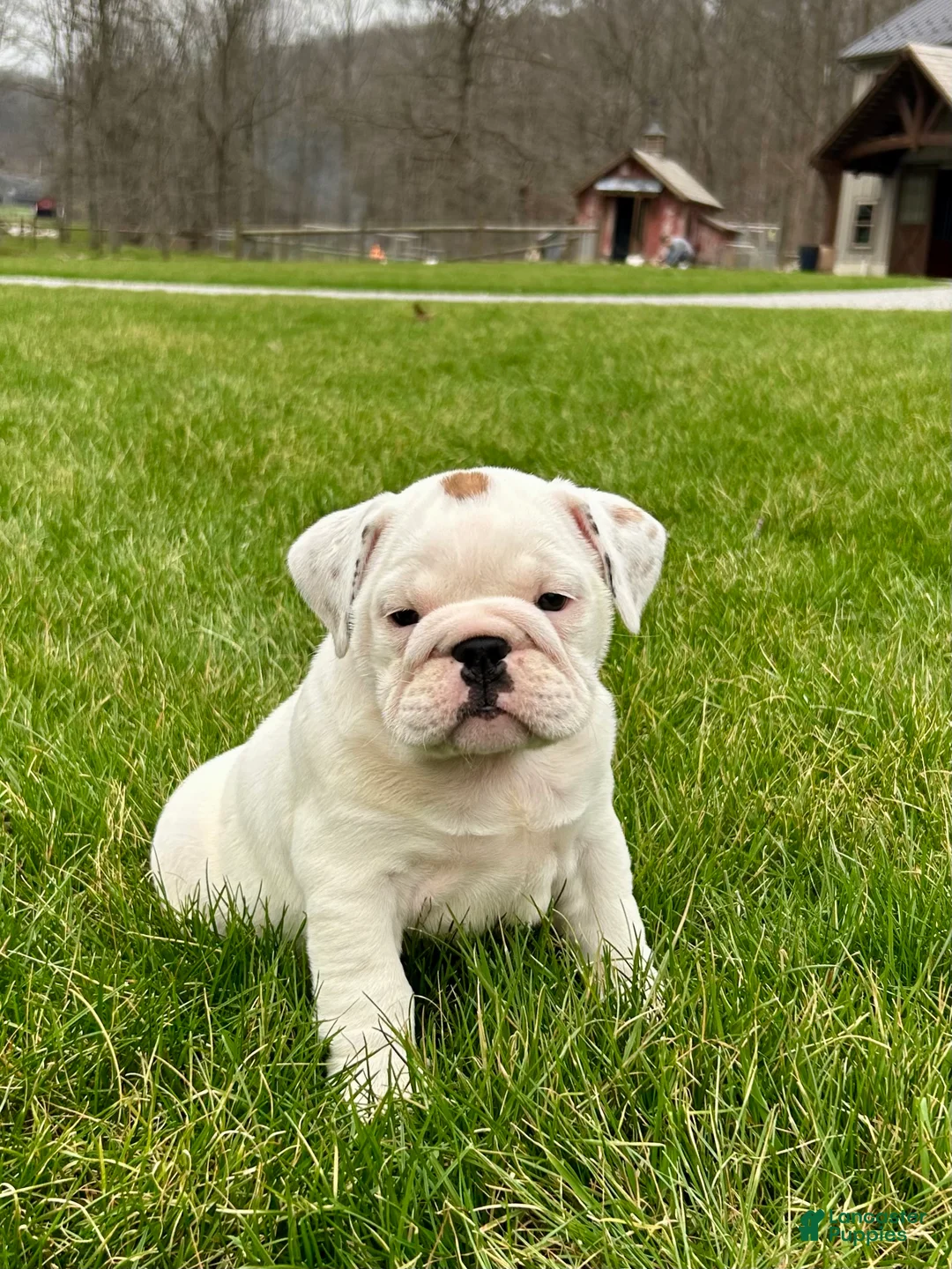 English Bulldog dogs for sale: Willow - Ad 1