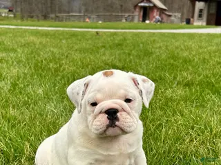 English Bulldog dogs for sale: Willow - Ad 1