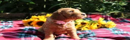 Mixed Breed dogs for sale: Posey - Irish Goldendoodle  - Ad 29