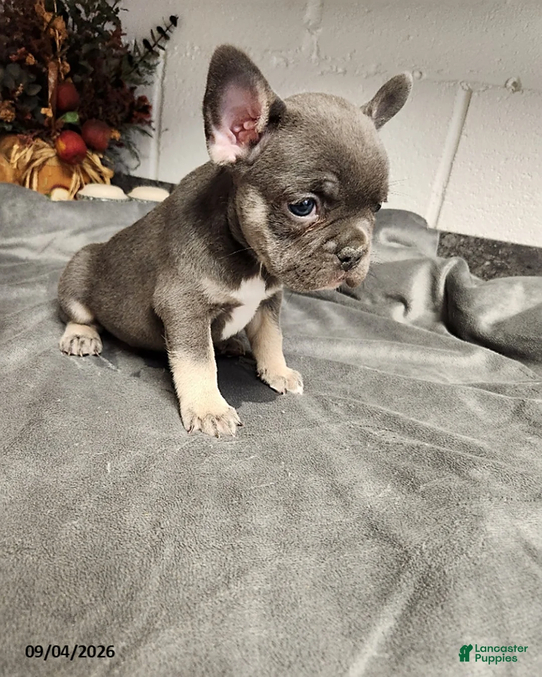 French Bulldog dogs for sale: Axle - Ad 5