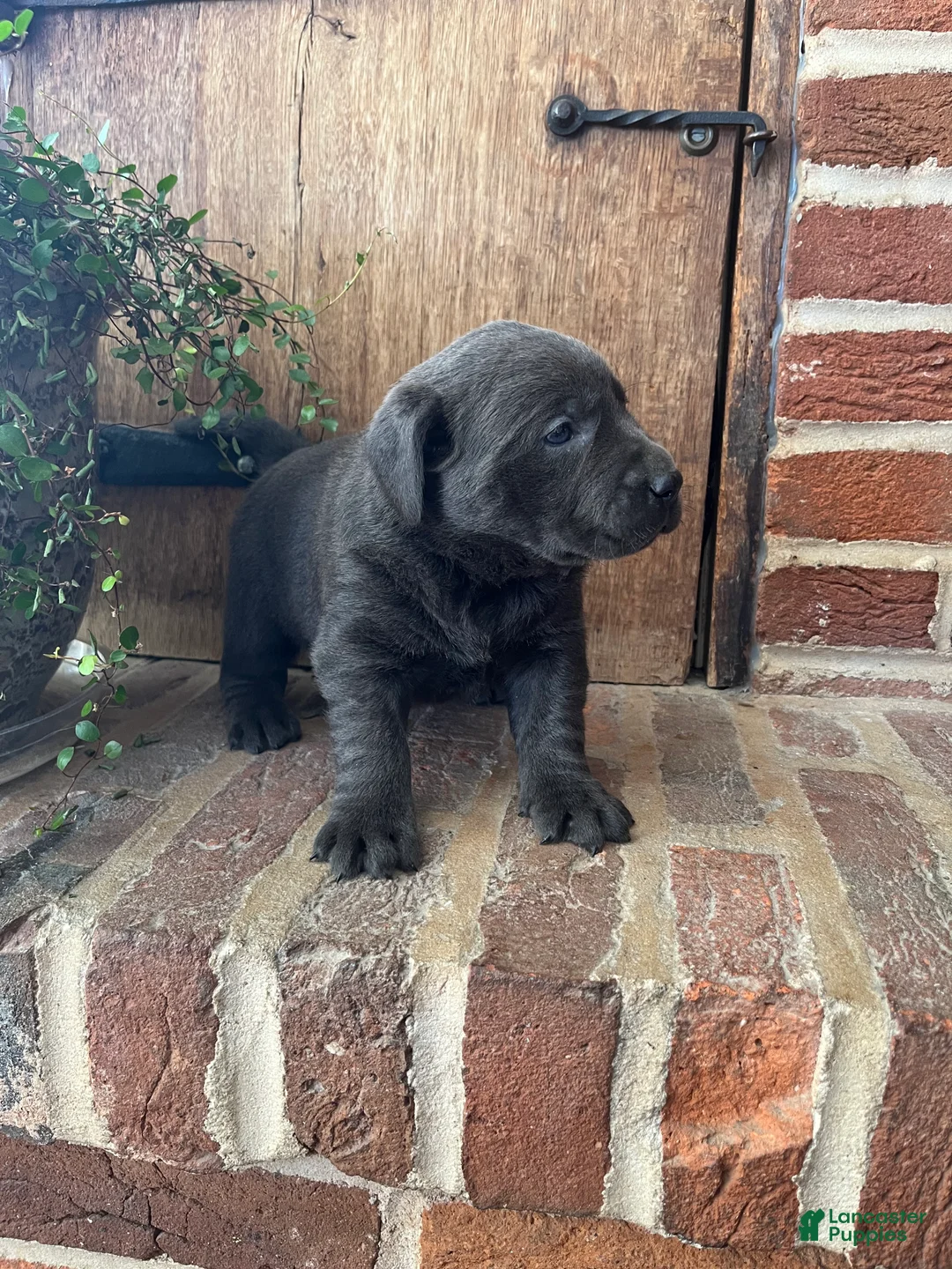 Labrador Retriever dogs for sale: Buttercup  - Ad 2