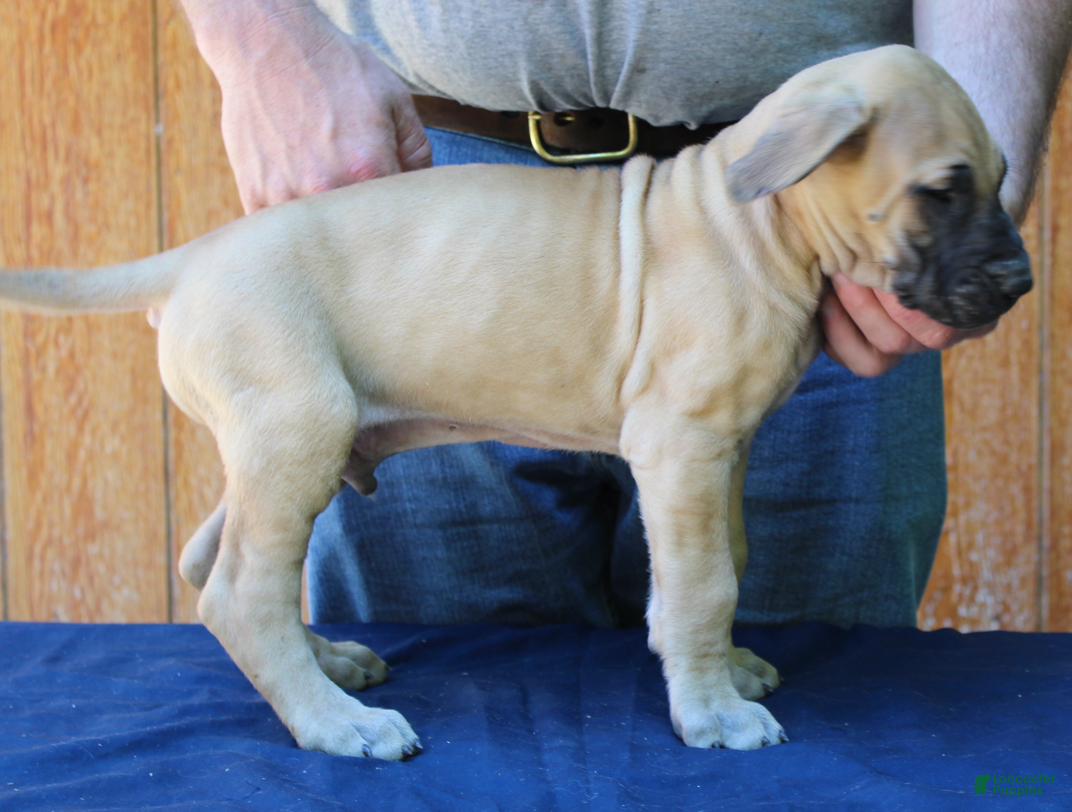 Great Dane dogs Sirius - Ad 34
