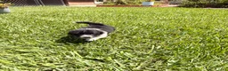 Mixed Breed dogs for sale: Fred  - Ad 4