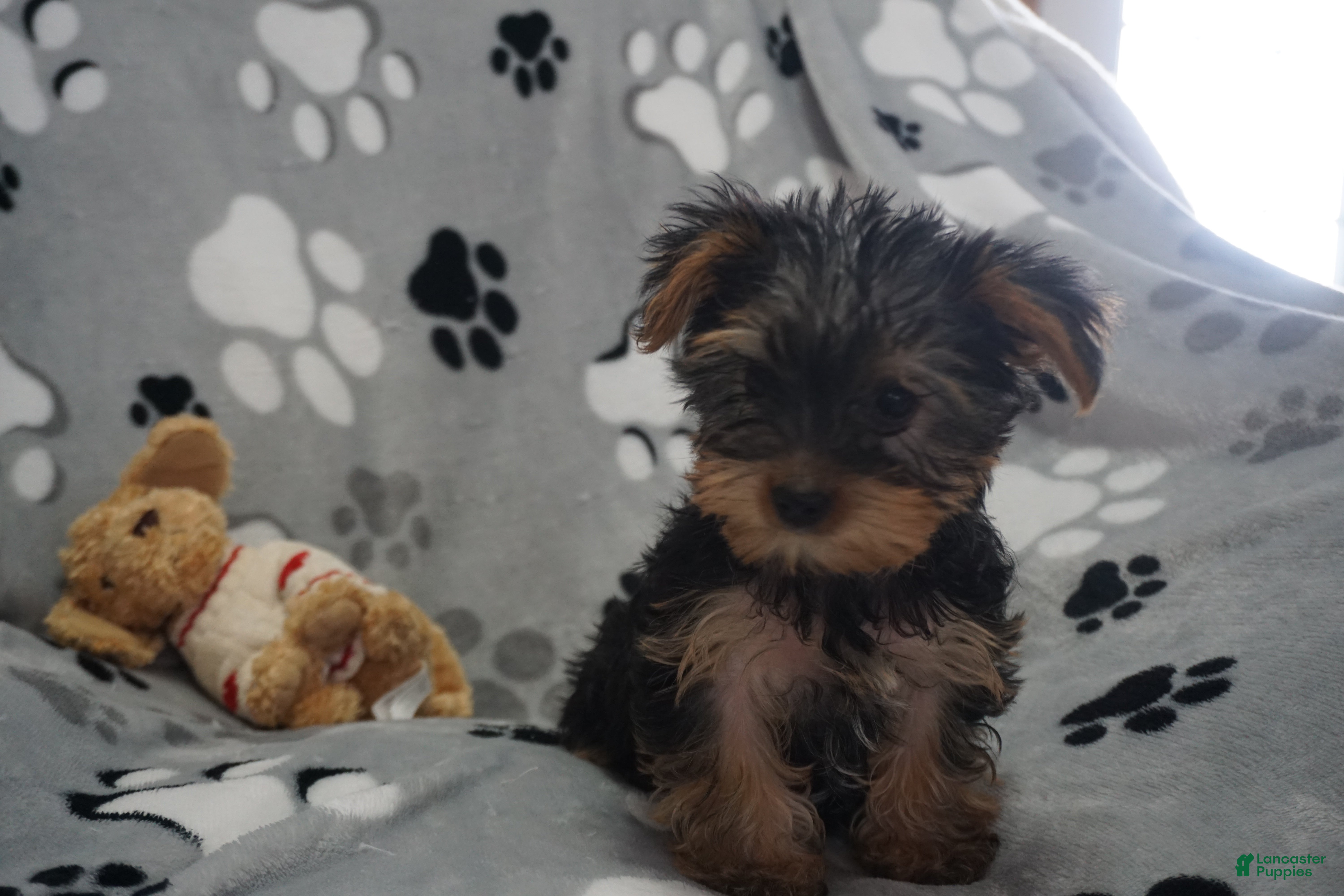 Yorkshire Terrier dogs Dahlia - Ad 24