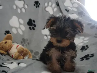 Yorkshire Terrier dogs Dahlia - Ad 24