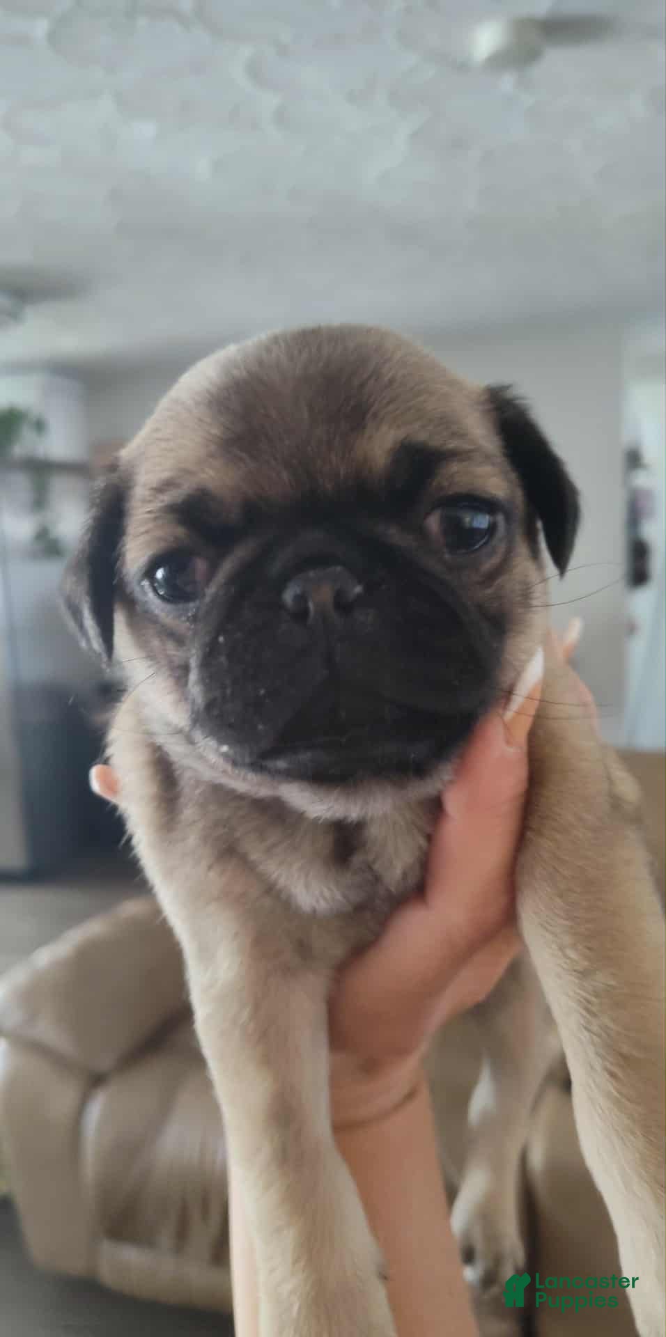 Luna