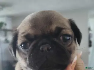 Pug dogs Luna - Ad 6