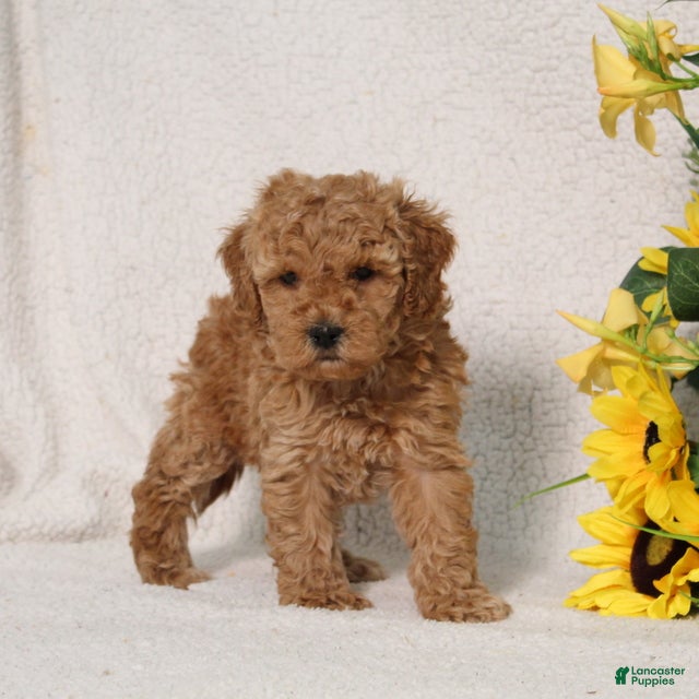 Mini Goldendoodle dogs for sale: Violet - Ad 3