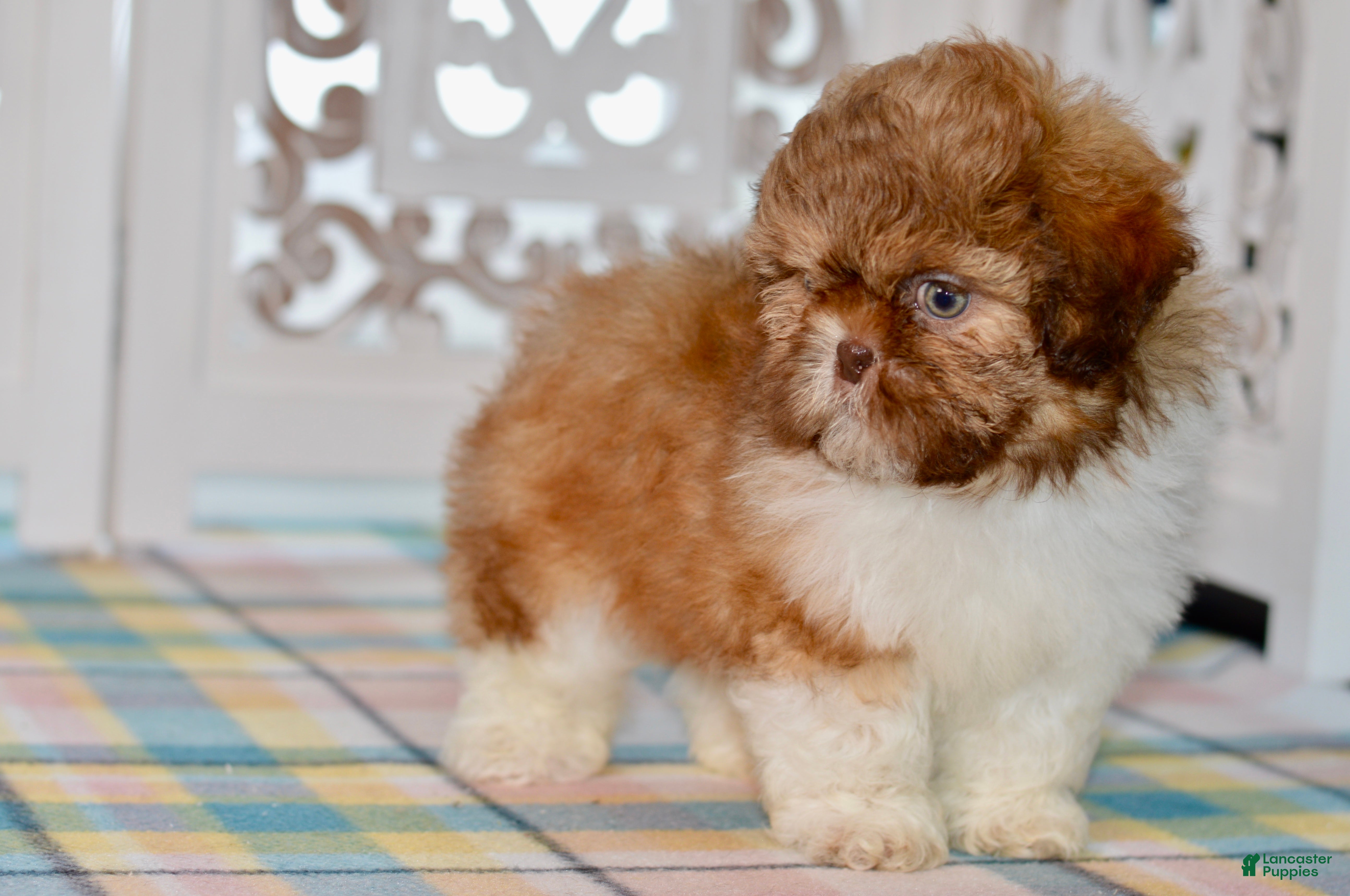 Shih Tzu dogs Brett - Ad 2
