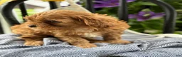 Cavapoo dogs for sale: Jacey - Ad 8