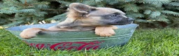 French Bulldog dogs for sale: Dakota Fluffy - Ad 3