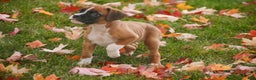 Boxer dogs for sale: Clover - Ad 6