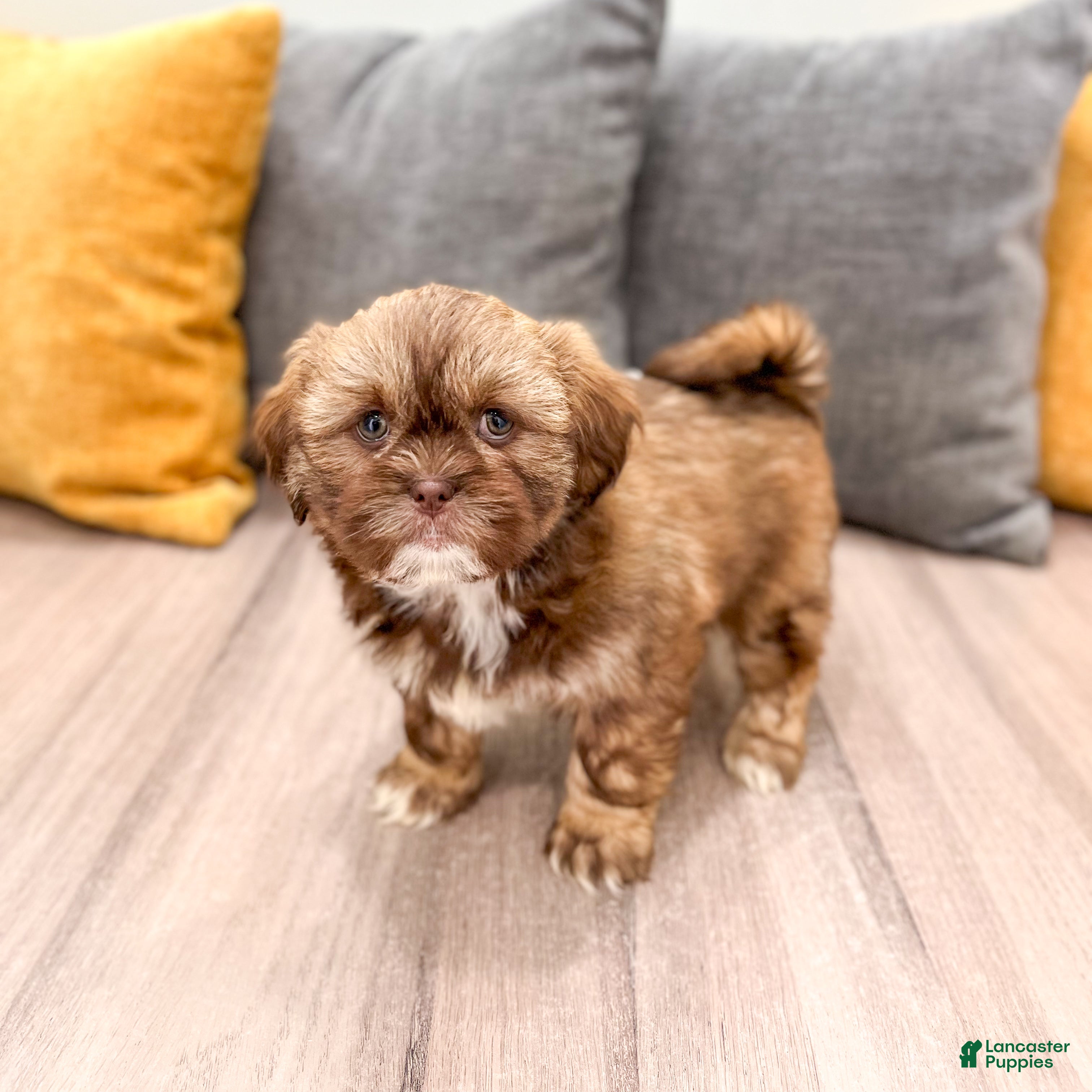 Shih Tzu dogs Harvey - Ad 1