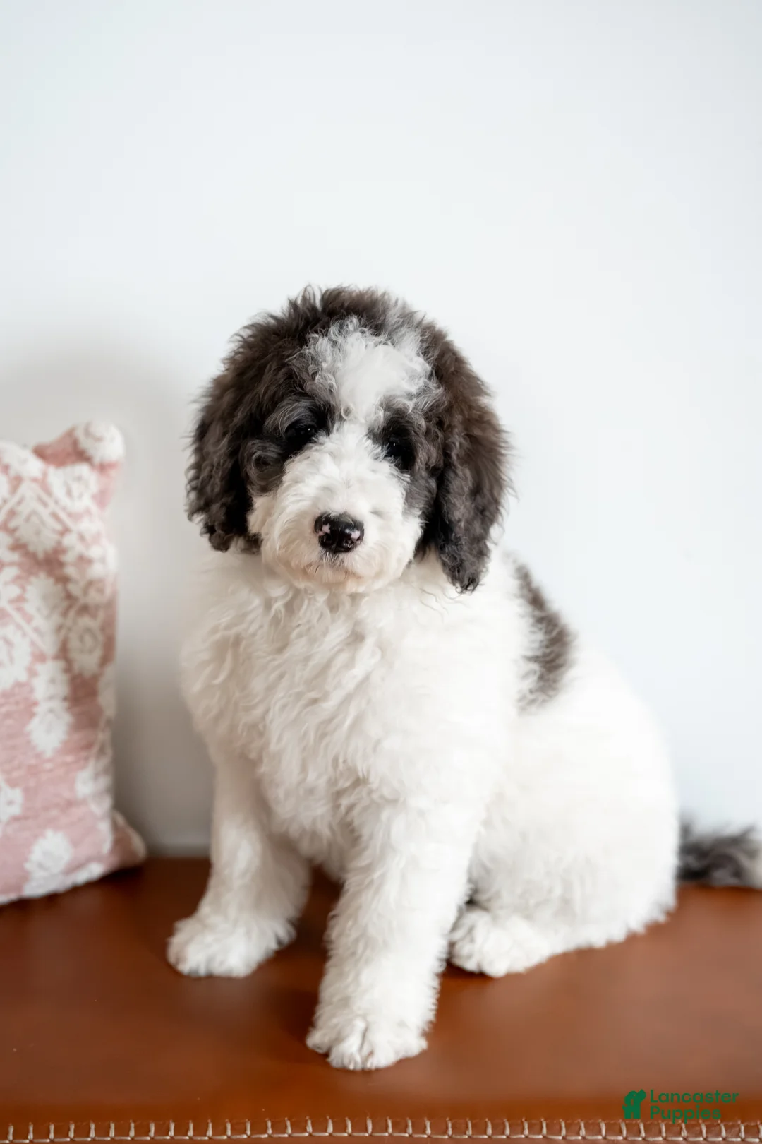 Bernedoodle dogs for sale: Daphne - Ad 6