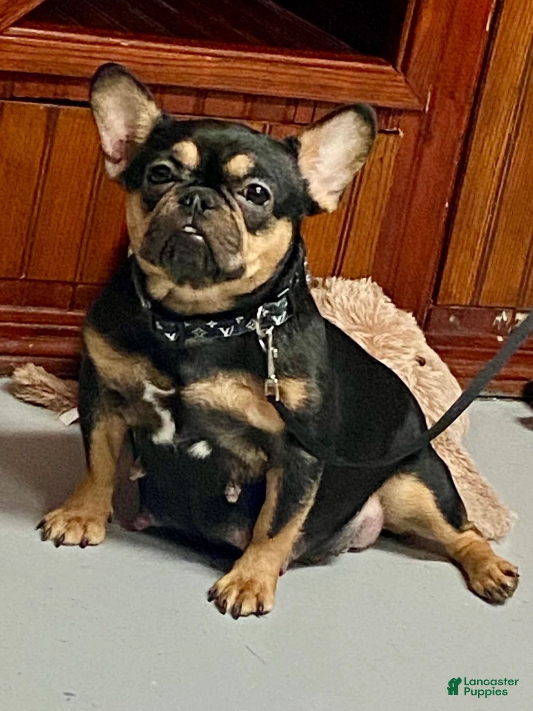 French Bulldog dogs for sale: French Bulldog Puppy 1 - Ad 2