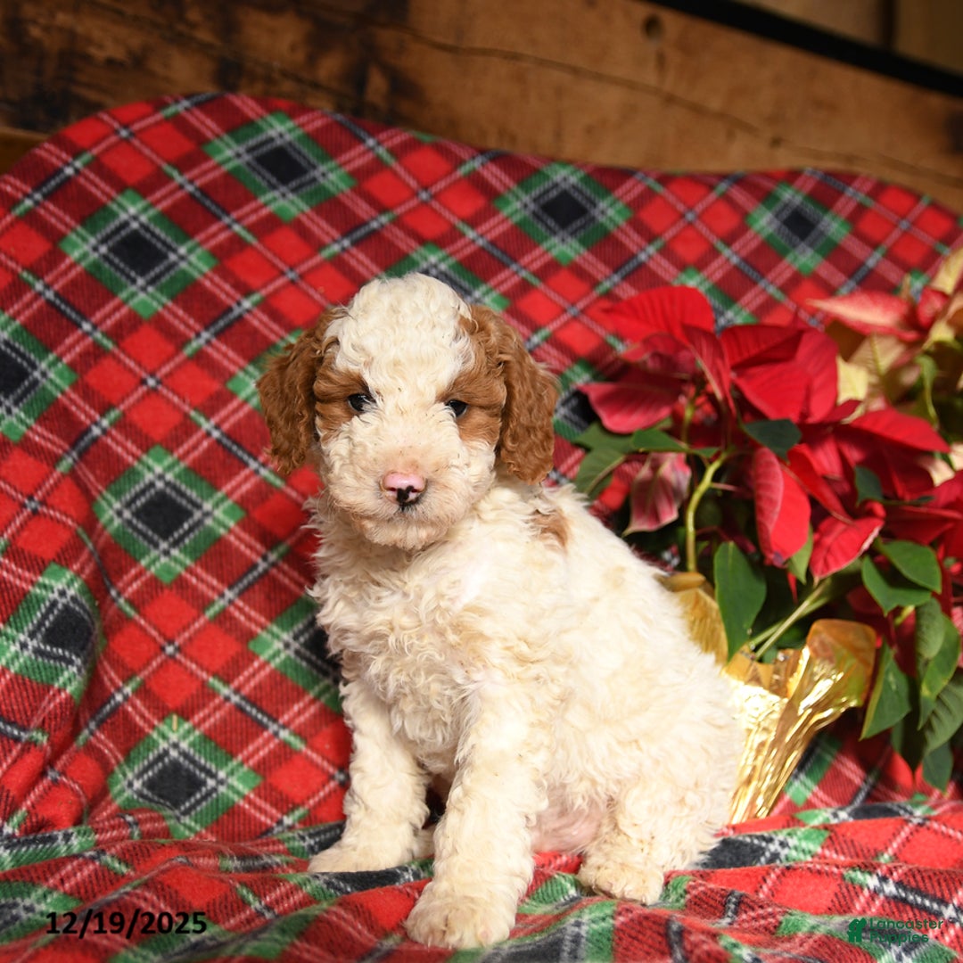 Mini Bernedoodle dogs for sale: Lucky - Ad 1