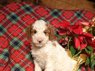 Mini Bernedoodle dogs Lucky - Ad 34
