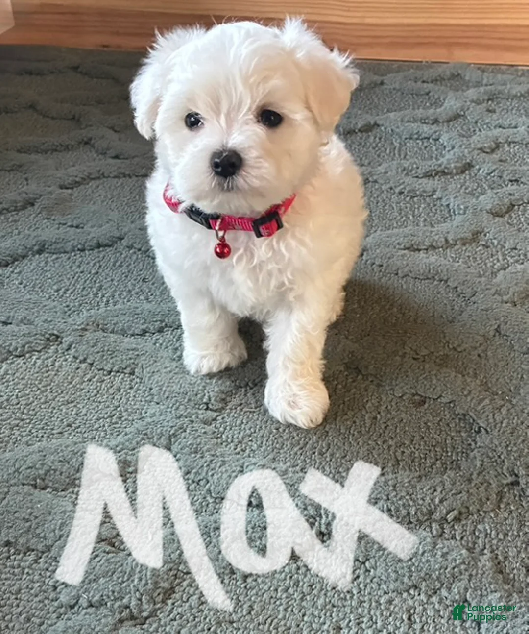 Maltese dogs for sale: Max - Ad 2