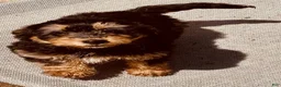 Bernedoodle dogs for sale: Charlotte, A Sweet Traditional Tri-Color Girl - Ad 3