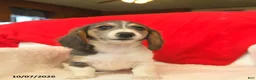 Dachshund dogs for sale: Misty  - Ad 4