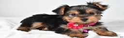 Yorkshire Terrier dogs for sale: Avery teacup - Ad 2