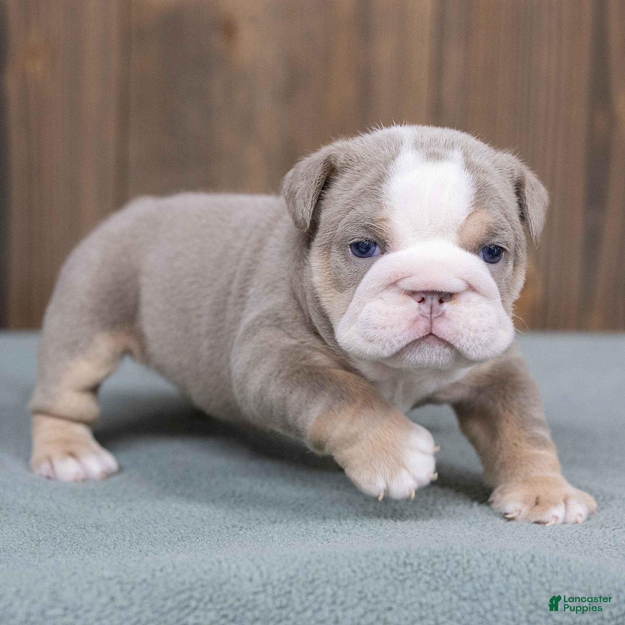English Bulldog dogs Winnie Mae English Bulldog  - Ad 1
