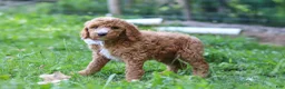 Standard Poodle dogs for sale: Brodie AKC - Ad 4